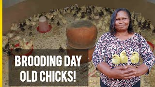 Brooding: How To Successfully Manage Young Chicks