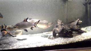 Rtg arowana mixed community tank
