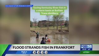 Stranded fish rescued from floodwaters at Buffalo Trace Distillery