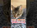 ツンデレ猫が触ってアピールをしてきたから触っていただけなのに… #保護猫 #猫のいる暮らし #cat #shorts