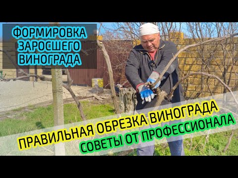 Обрезка винограда. Советы профессионала. Правильная формировка куста винограда.