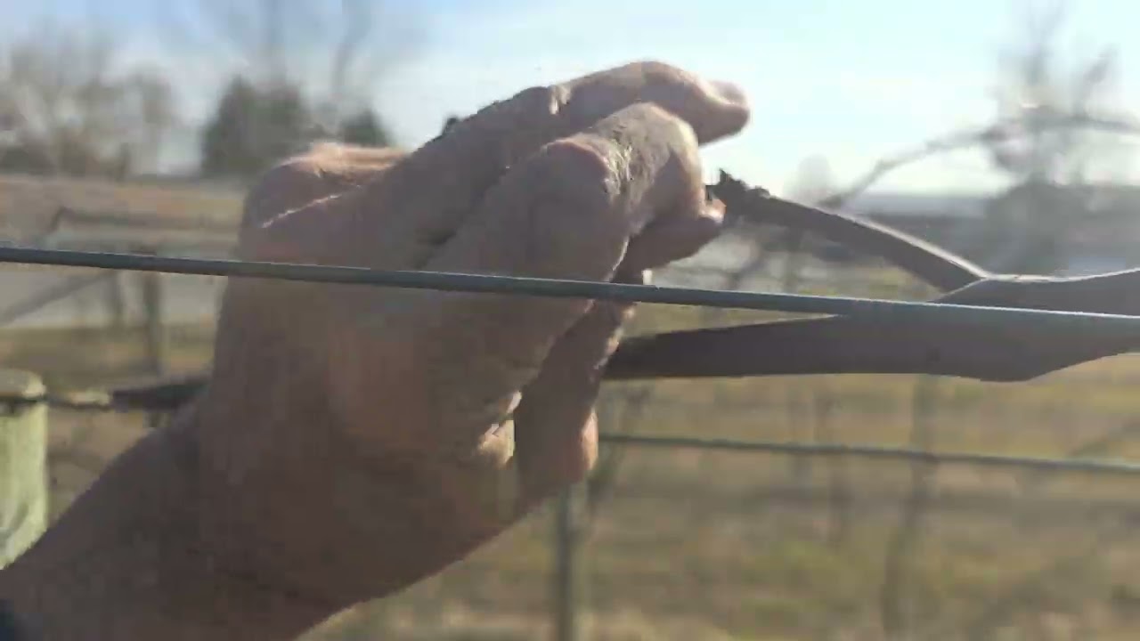establishing cordons on 2 year old concord grapevines on a modified munson trellis.