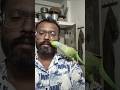 Best way to teach your Parrot to talk! 🦜 #ParrotTips #HowTo #TalkingBird #AnimalLovers #trending
