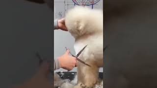 Bichon Frise Grooming | Puppy Grooming #dog #pet #animals #asmr #bichonfrise #shorts