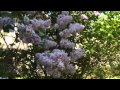 Lilac Season - Opus for Barking Bichon