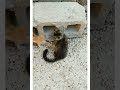 Cute cat  2023 shorts youtubeshorts  short   awwanimals  coolpeachy funny plox