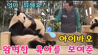 에버랜드 판다월드 완벽한 육아를 보여준 아이바오 ☆아이바오 훈육센터☆ by panda stick 월드 40,125 views 8 days ago 8 minutes, 37 seconds