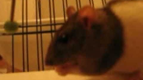 Rat Training- Petal Targeting 1