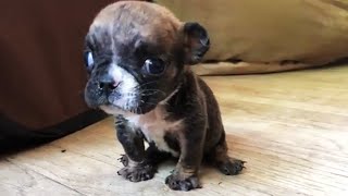 Teeny Tiny Bulldog Won't Stop Talking - Was Surrendered Because So Tiny and Cannot Walking