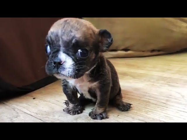 Teeny Tiny Bulldog Wont Stop Talking - Was Surrendered Because So Tiny and Cannot Walking