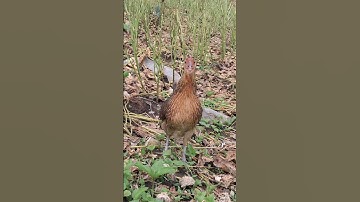 gà rừng mái gọi trống chạy nhanh như trâu 🐂 đứt dây.poj xeev qus xeev lau dhias ceev tiag tiag