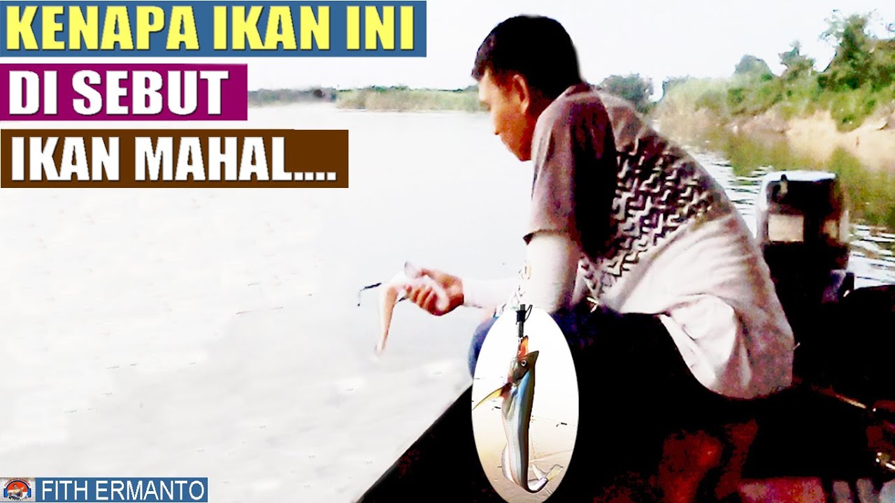 AIR SUNGAI DANGKAL, BABON IKAN MAHAL / SINGGAREK SEMBUNYI