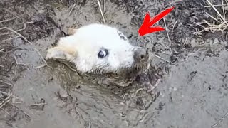 沼に沈みかけて、絶望的に助けを求めていた犬。絶体絶命の危機の中、助けに駆け付けたのは？！