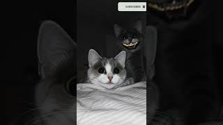 Smile Cat 💀 | The Most Terrifying Horror You’ll Ever See!  #horrorshorts # #horror