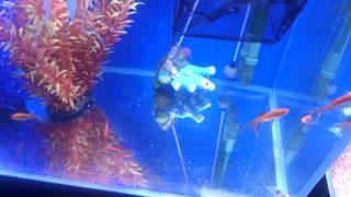 How to reduce stress catching fish from your tank