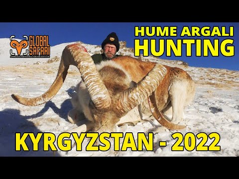 Hume argali hunting in Kygyzstan 2022