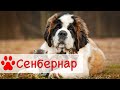 Сенбернар | Все о породе собак Сенбернар