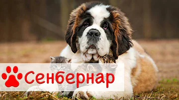Сенбернар | Все о породе собак Сенбернар