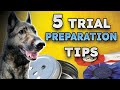 Easiest 5 tips to prepare dog and handler for k9 scent work trial