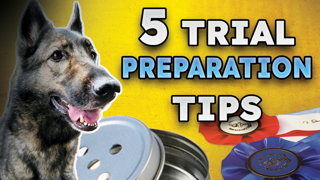 EASIEST 5 Tips to Prepare Dog and Handler for K9 Scent Work Trial - YouTube