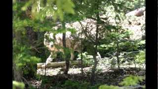 WOLF - Meet the Wolves - Webster
