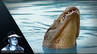Aggressive Alligators 01 Footage