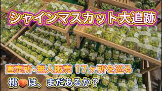 【最新】お盆明け山梨県 シャインマスカット大追跡  直売所や無人販売17ヶ所を巡る 桃🍑はあるか？ 梨やプラムも紹介 2026年8月17日（月）