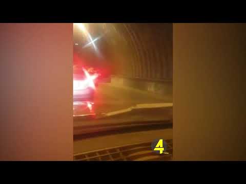 ზოოპარკიდან მაჩვზღარბა გაიქცა 1-7-2020