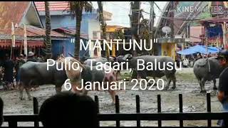 Rambu Solo Tagari, Balusu #rambusolo #pestaadat #torajautara #torajaunik #tagari