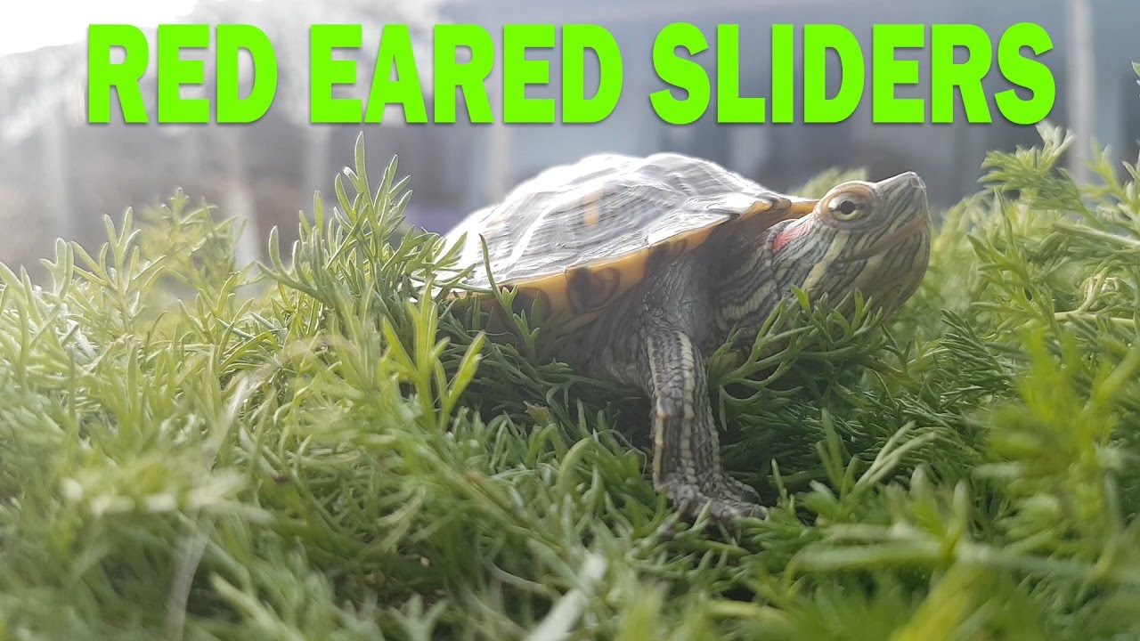 Red Eared Sliders - Everything You Need To Know