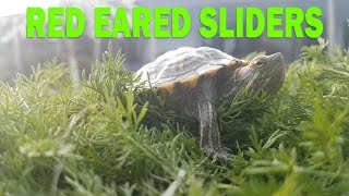 Red Eared Sliders - Everything you need to know