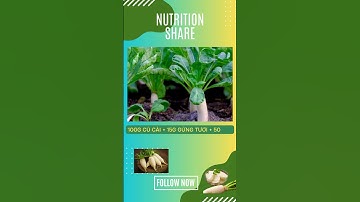 Bài thuốc chữa ho đờm nhiều từ củ cải trắng