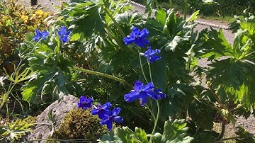 Delphinium - Ridderspore arter fra hele verden