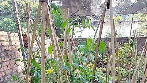 🌿 Cây giống rau | CÀ CHUA BI CHUỖI NGỌC cả nhà ơi !!