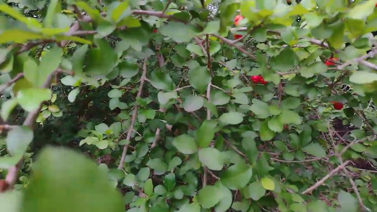 Um pouco da minha rotina antes do café 