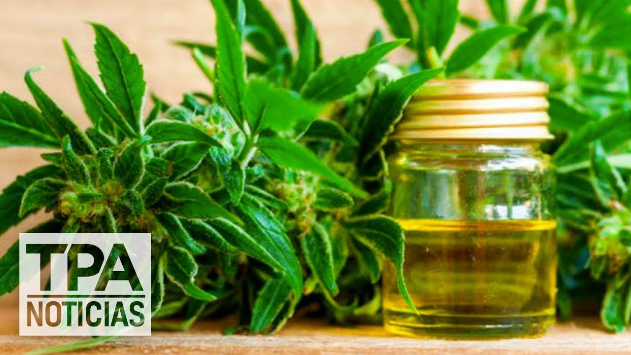 Beneficios del Cannabis Medicinal | #TPANoticias