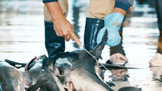 Japan's Dolphin Cove: Paradise to humans, Hell to dolphins