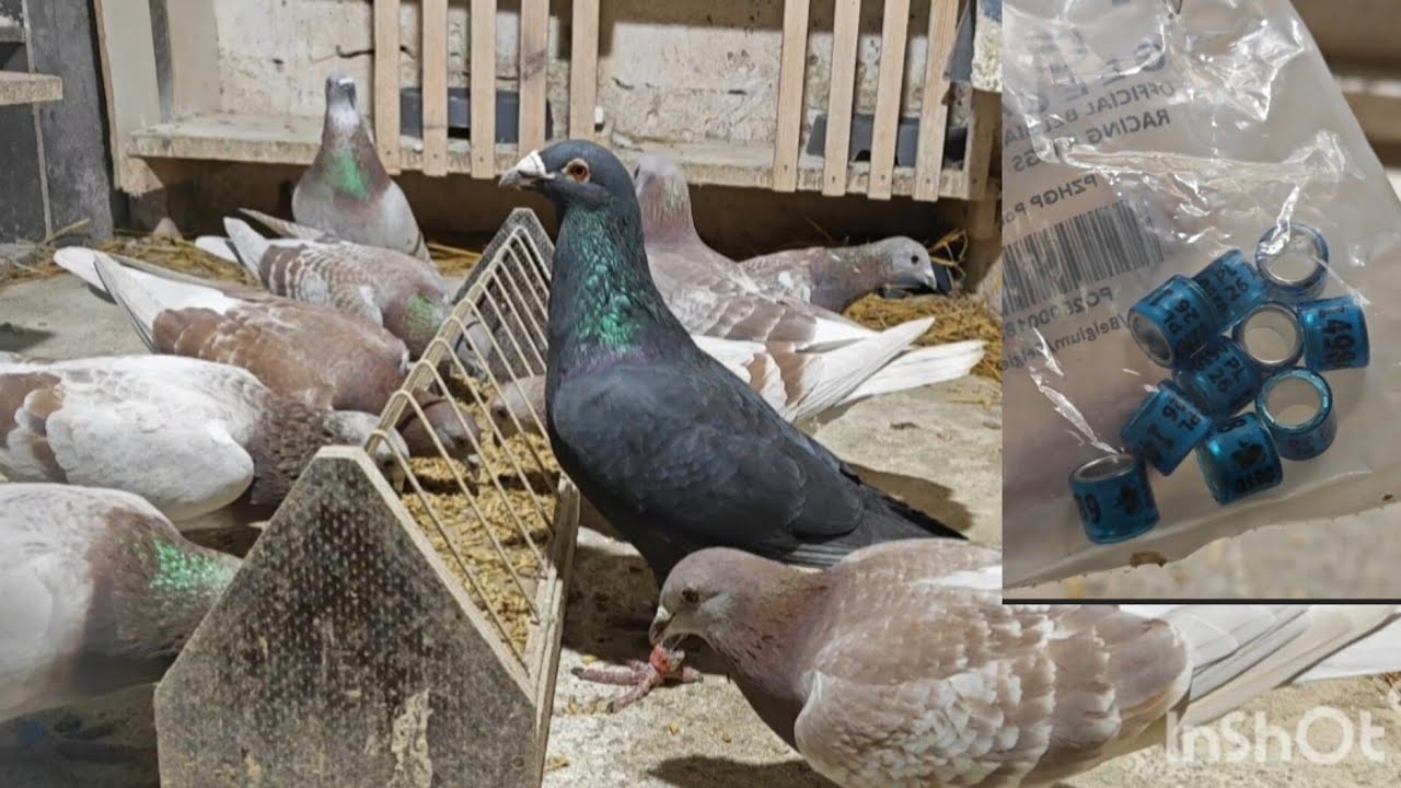 Lęgi czas zacząć 🐣🕊️ Zapisałem się do PZHGP 😆