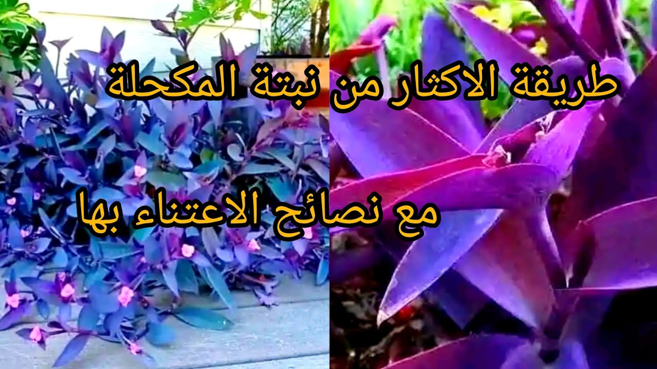 رواحو تشوفو واش غرست في حديقة بيتي نبتة المكحلة الرائعة🌸