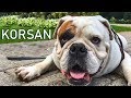 KORSAN İLE BİR GÜN VLOG