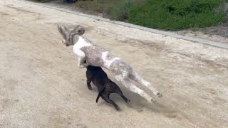 Cute Little Staffy Tries Her Best To Keep Up With Fast Poodle!