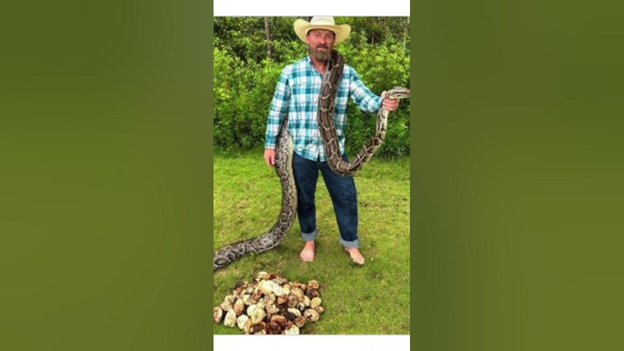 Burmese Python nest with 111 eggs in it. #homestead #python#vlog - YouTube