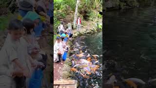 Download Lagu Obyekwisata Green Paradise Pagar Alam MP3 Download Lagu Obyekwisata Green Paradise Pagar Alam MP3