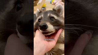 A raccoon was found in the trash can#animal #cute