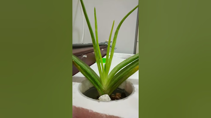 Aloe Vera Plant in fish tank
