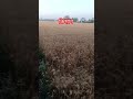 लोगो को लगता है कि खेती से किसान का घर चलता है 🌾🌾🌾🌾#ytshorts #trending #viral #shortvideo