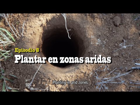 Video: Árboles tolerantes a la sequía para la zona: cultivo de árboles en zonas áridas 8 regiones