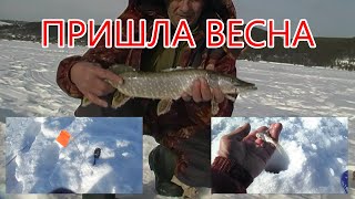 ВЕСНА ПРИШЛА. ПЕРВЫЕ ЩУКИ.