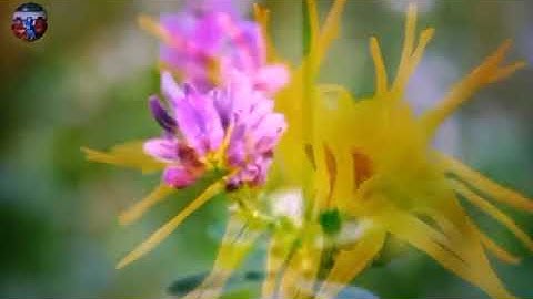 lời ru đất nước thơ Lê Văn Rĩnh Đức Thượng Hoài Đức Hà Nội nhạc Nguyễn Duy Vũ