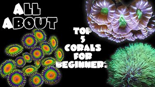 Top 5 Corals For Beginners